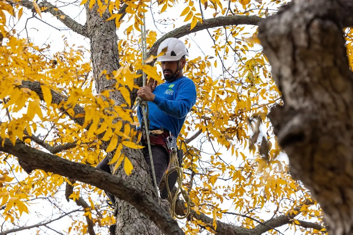 Skilled Tree Planting crew working in Center Barnstead